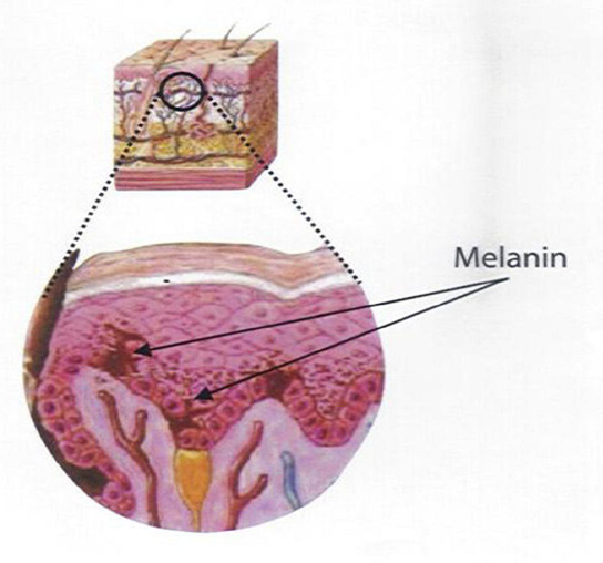 Меланин в клетках кожи. Меланин строение.