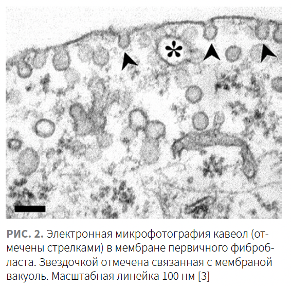 Gaidash (NNK) KM 4-2023_Fig 2.png