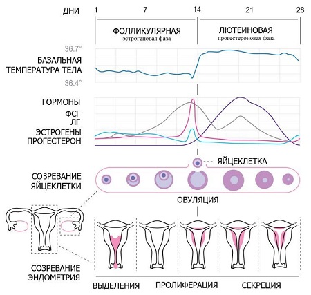 Нормы прогестерона по дням менструального цикла