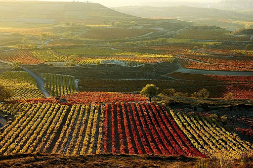 Купить виноградник в испании климатический курорт на юго востоке франции