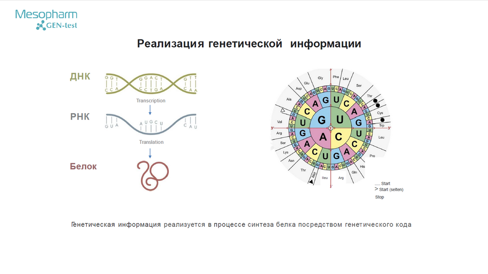 Медицинская генетика тест. Генетический тест Мезофарм. Генетическое тестирование. Тест по генетике. Тест по генетике медицинский.