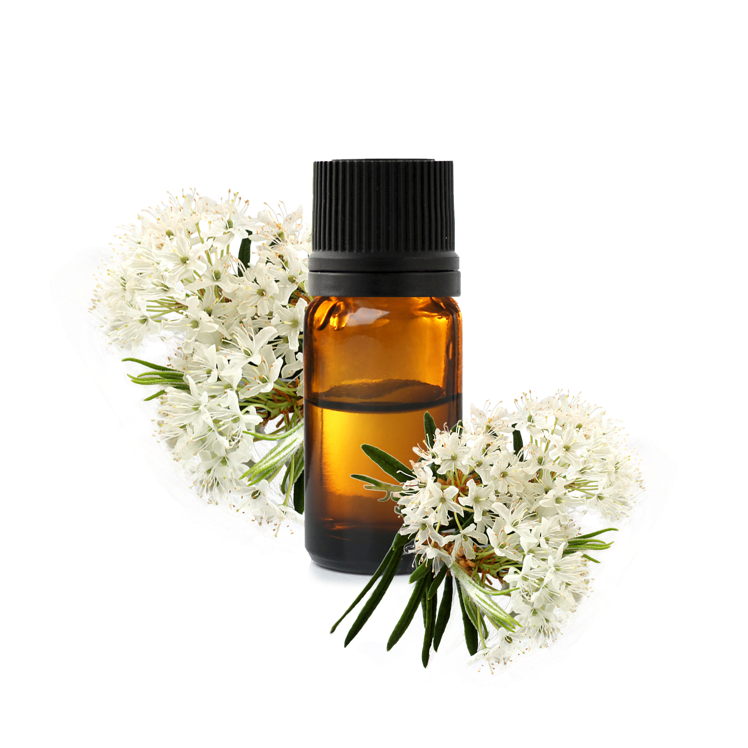 20230105104429_ledon-du-groenland-he-categ-jpg.jfif