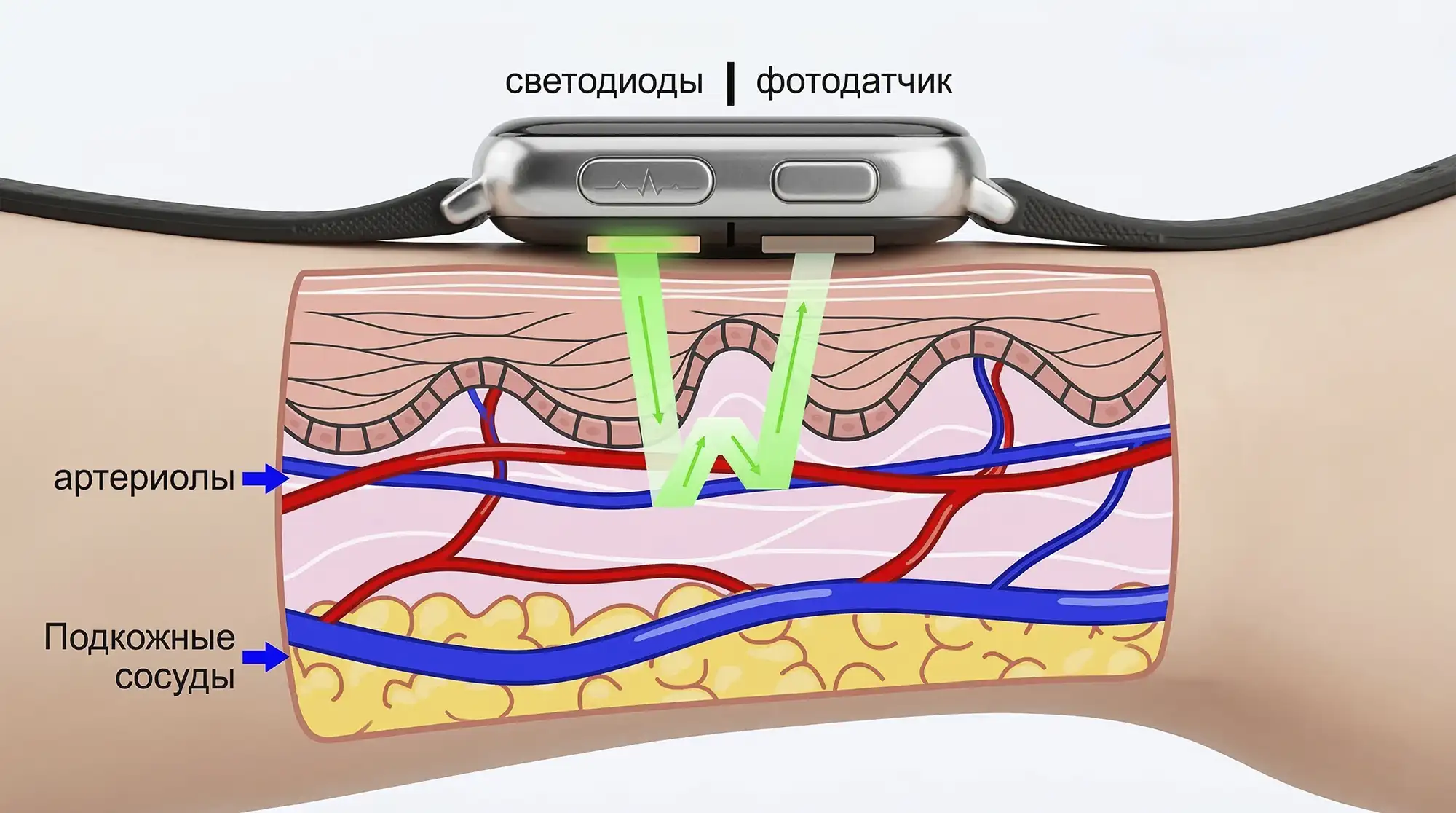 fotopletizmografiya fotopletizmografiya