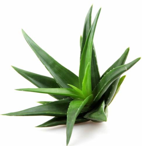 Алоэ гель (Aloe vera)