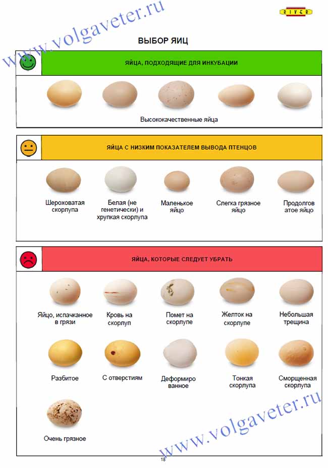 Таблица яиц. Отбор яиц для инкубации. Как выбрать яйца.
