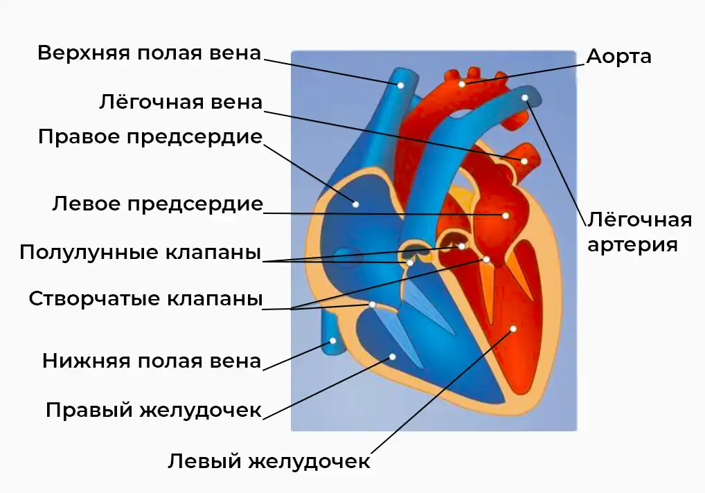 Схема анатомии сердца: камеры и крупные сосуды Схема анатомии сердца: камеры и крупные сосуды