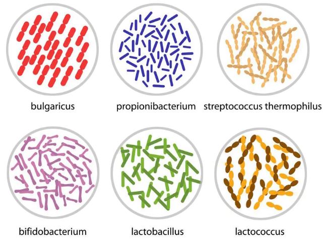 probiotiki-dlya-mikroflory.jpg