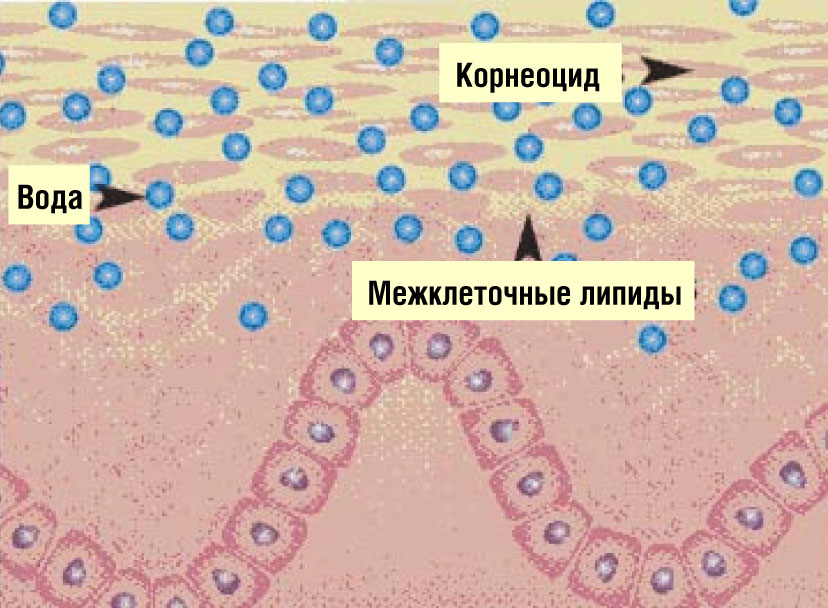 Вальсальва