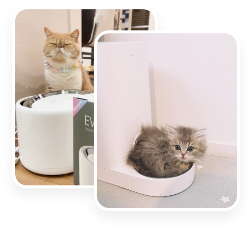 Petkit в России