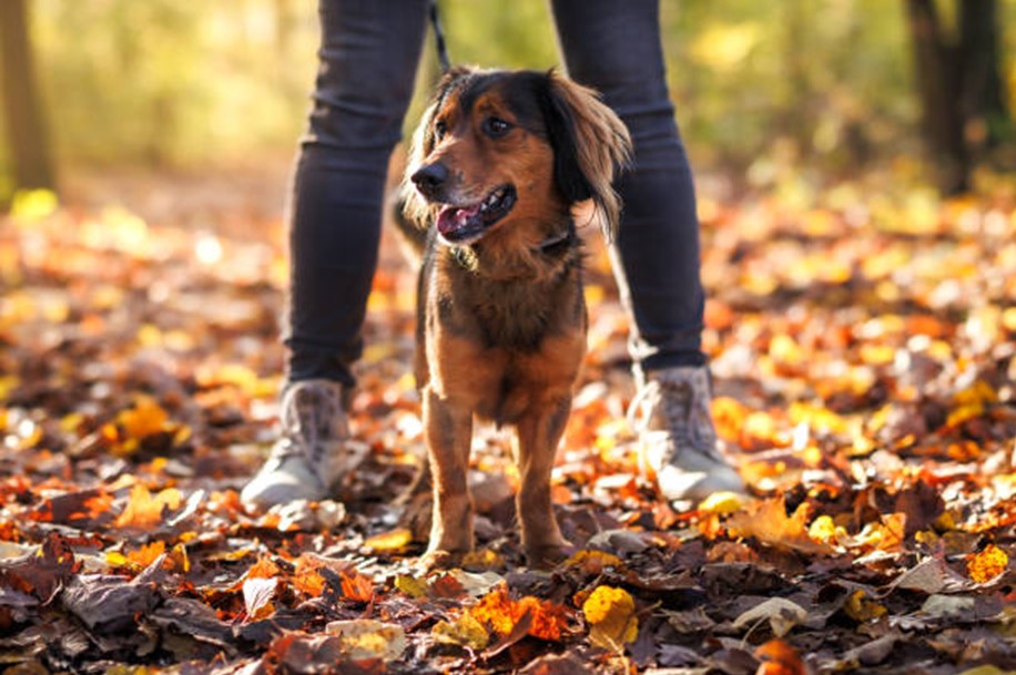 Грибы и домашние питомцы Грибы и домашние питомцы