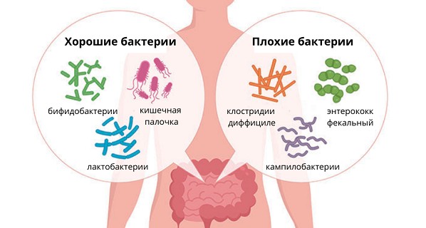 Как восстановить микрофлору кишечника