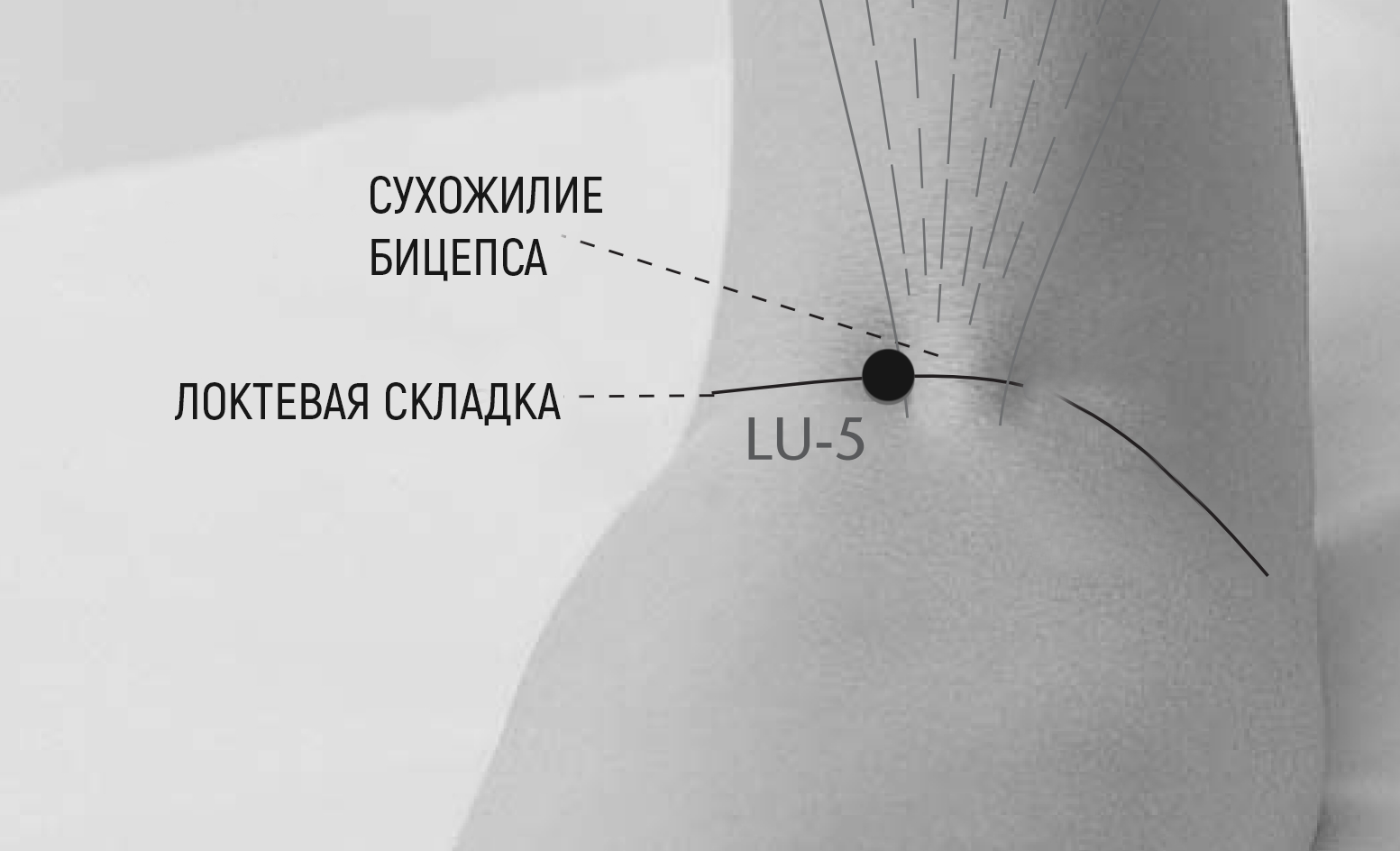 Lu5.png