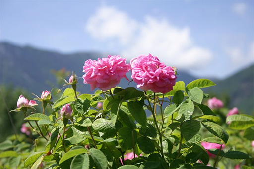 Крымские плантации розы