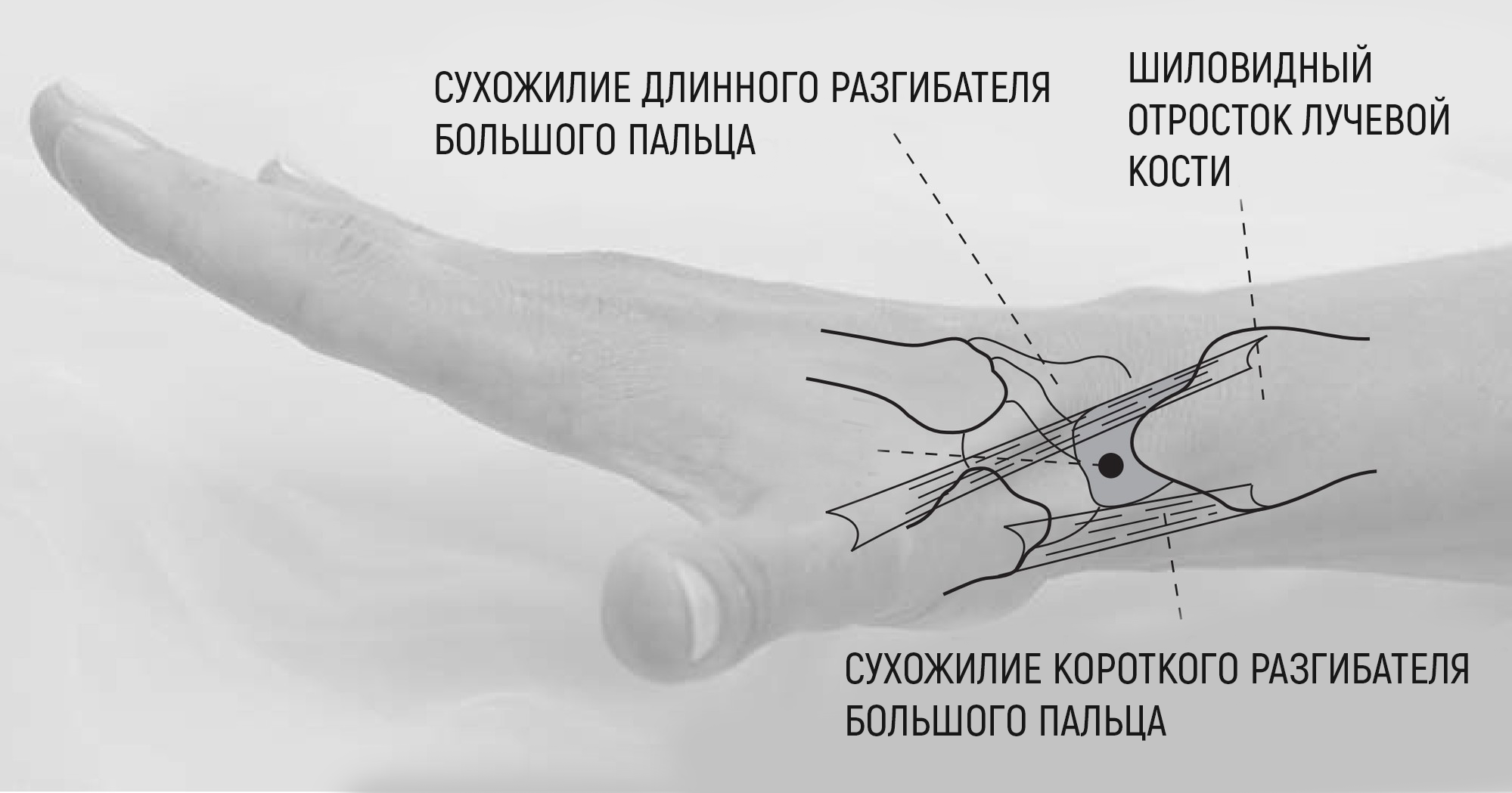 Со5.png