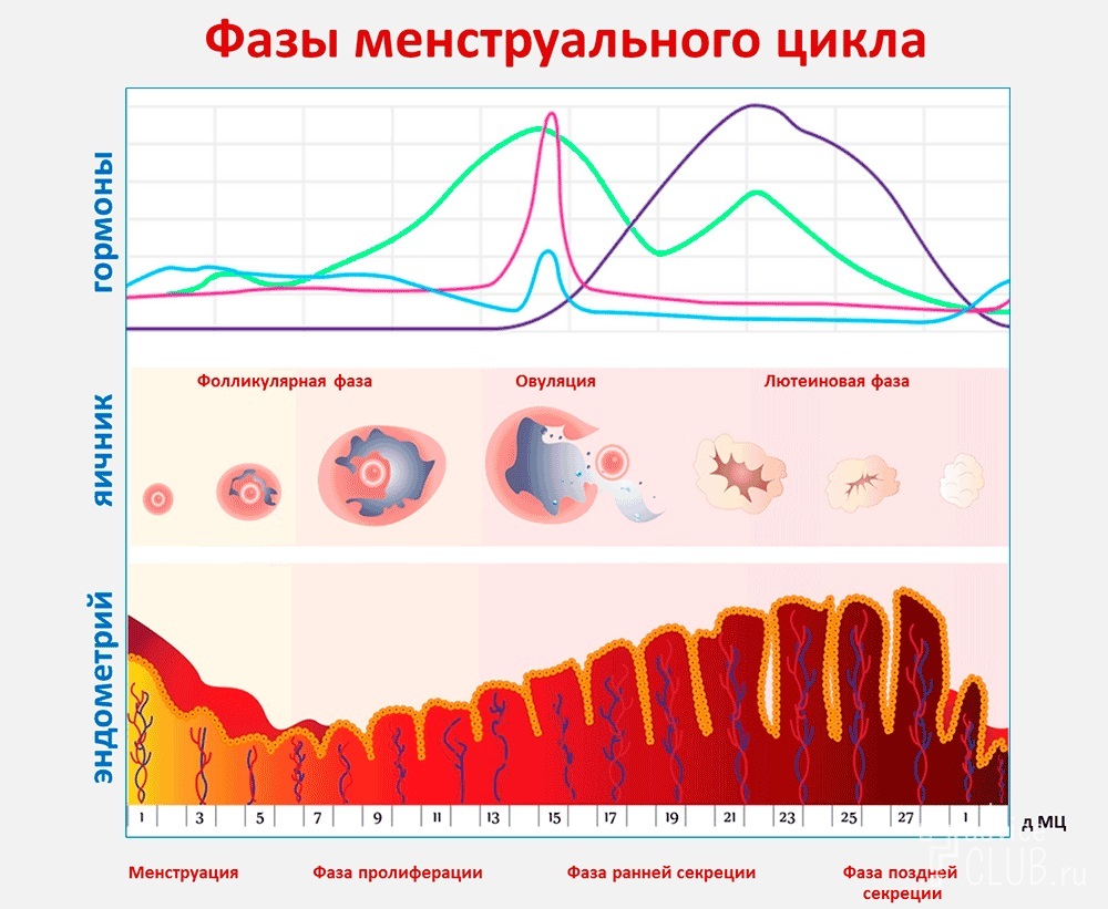 Что такое менструация | Фазы менструационного цикла