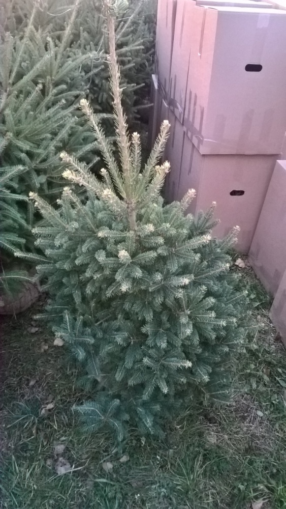 Ель канадская сизая Picea glauca