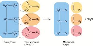 Какие масла для похудения пить?