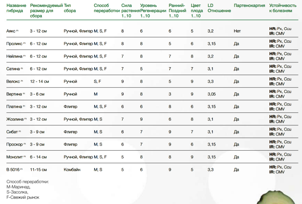 Сорт монолит. Огурец платина.
