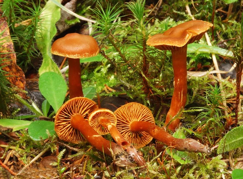 Паутинник