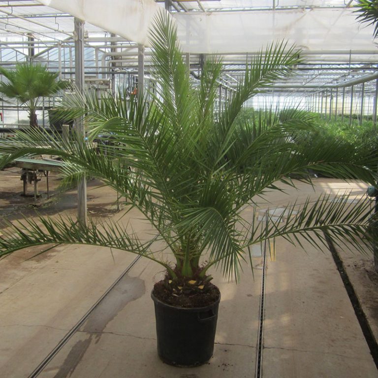 Болезни пальм: почему листья желтеют и сохнут в домашних условиях