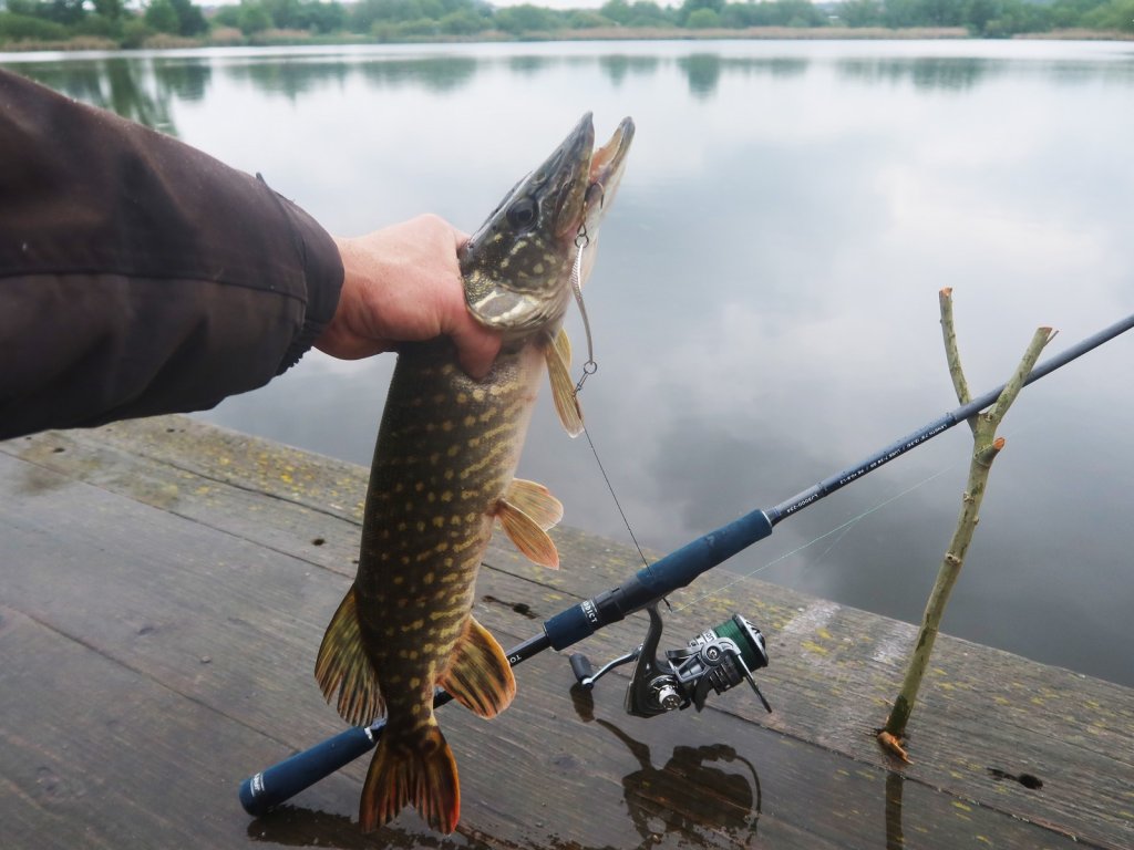 schuka_kljunula_na_kolebalku schuka_kljunula_na_kolebalku.jfif