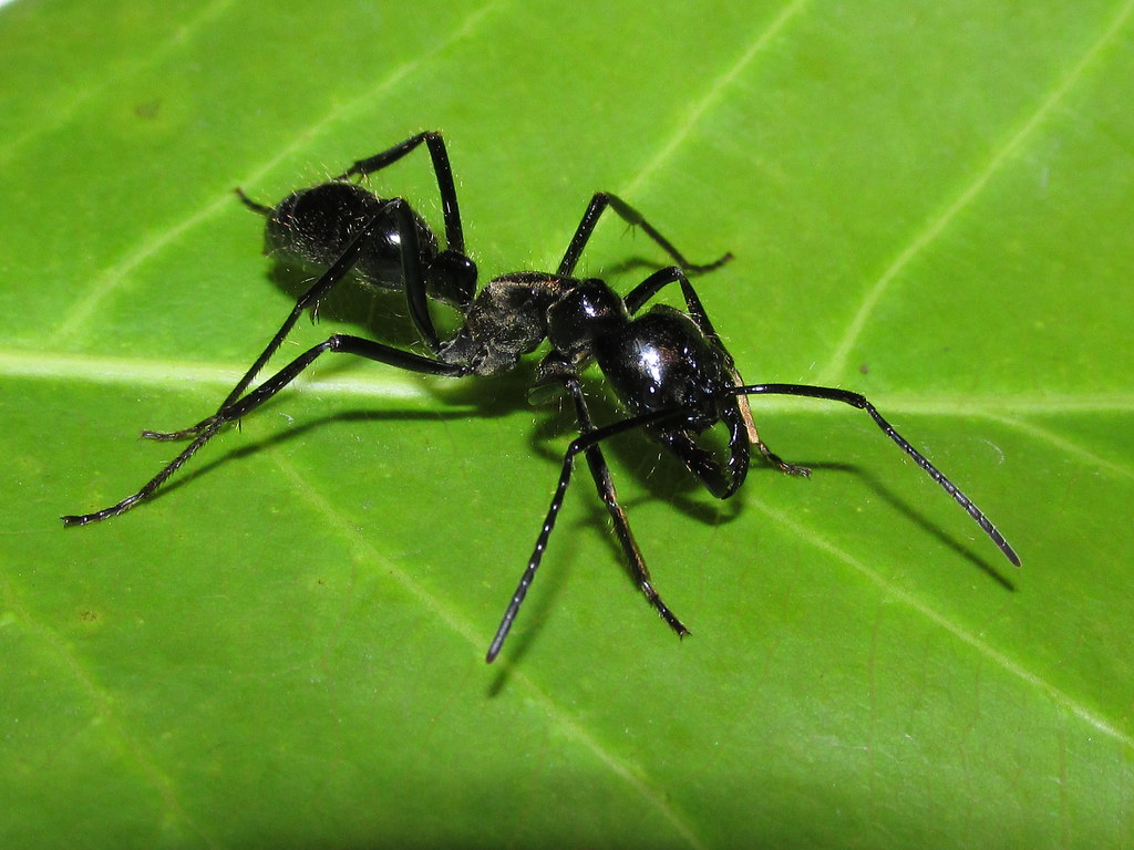 Динозавровый муравей. Муравей динопонера. Динопонера гигантская муравей. Большие муравьи. Самый большой муравей.