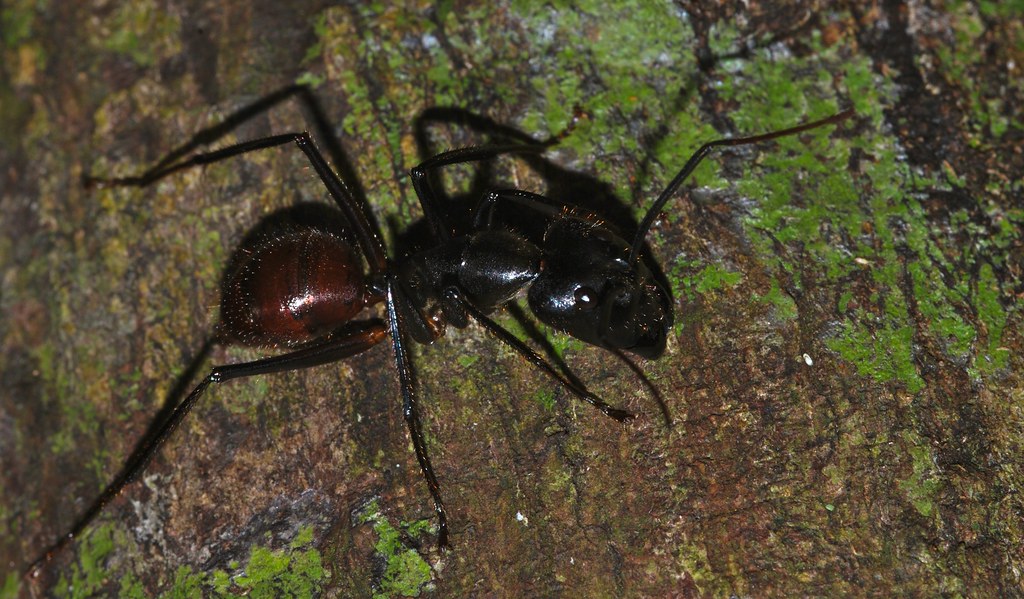 Муравьи Гиганты, огромные муравьи