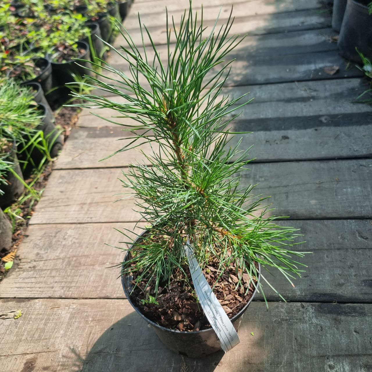 Сосна румелийская купить. Pinus peuce. Pinus peuce glauca compacta. Сосна румелийская Даниэль. Сосна Балканская румелийская.