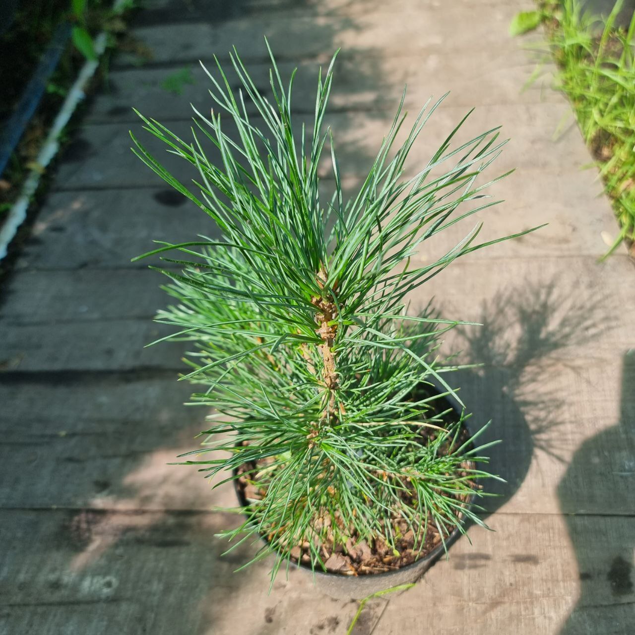 Сосна румелийская купить. Сосна Балканская румелийская. Pinus peuce. Сосна румелийская Даниэль.