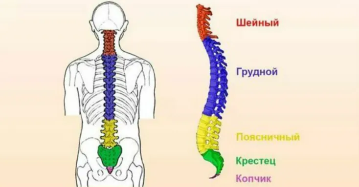 Виды остеохондроза