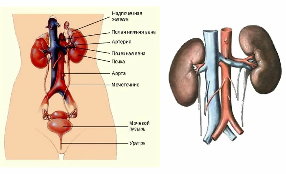 Причины развития заболеваний мочеполовой системы воспалительного характера
