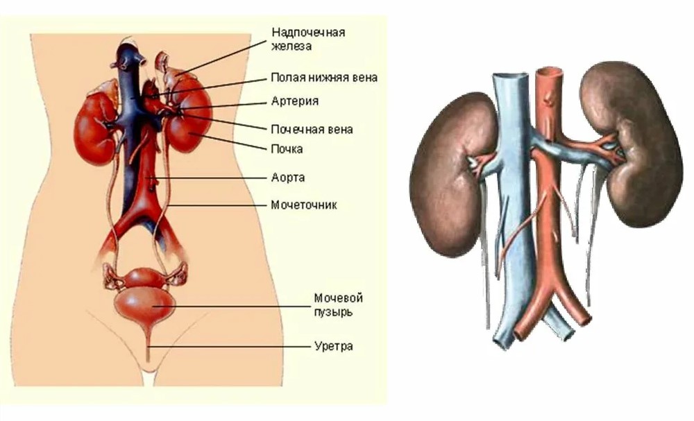 мочевыделит.jpg