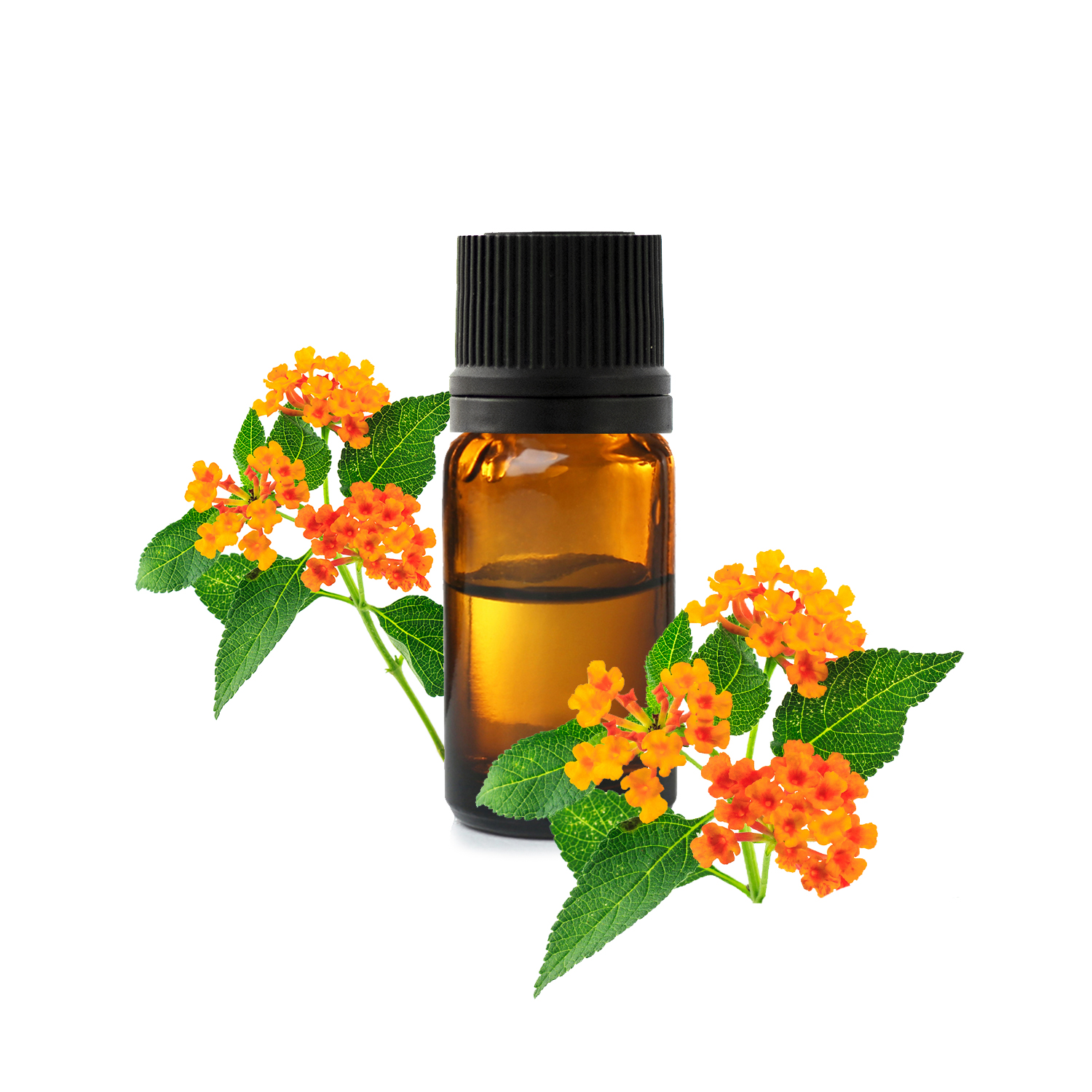 лантана лантана.jfif