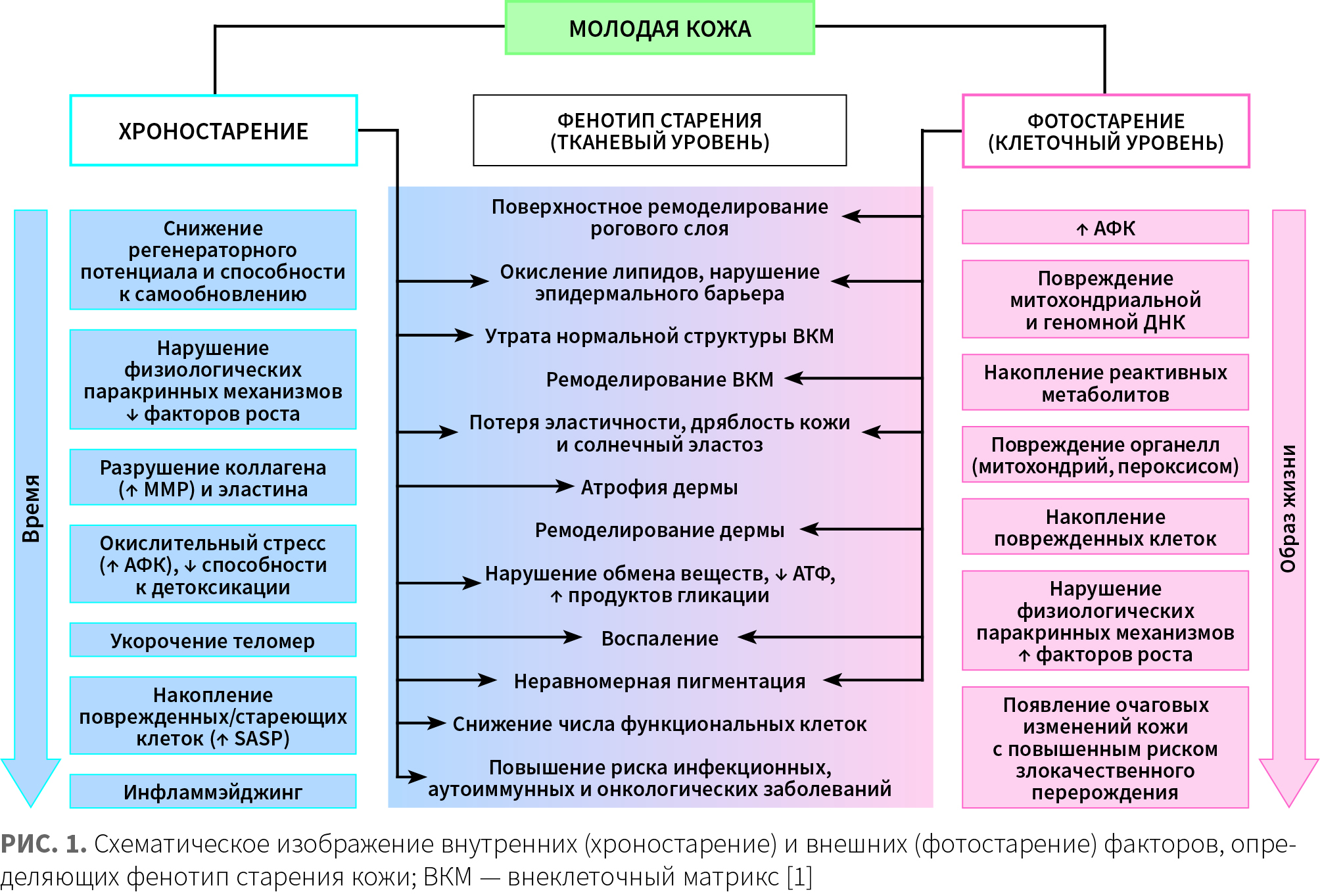 Добрянская (КИТ МЕД) КМ 3-2024_Рис 1.jpg