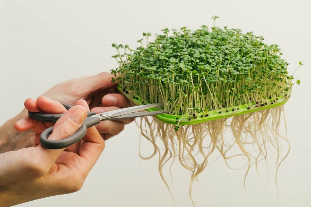 smennoe-dno-prorashchivatelya-zdorovya-klad-moya-mikrozelen