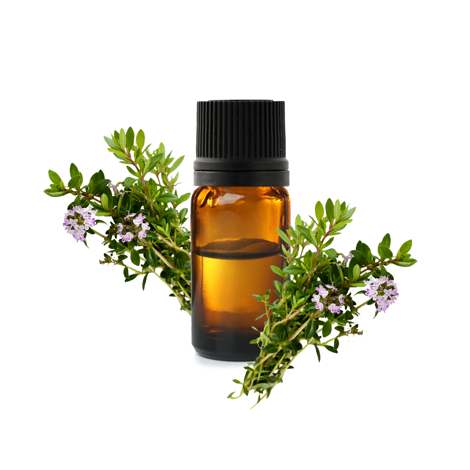 горный чабер.jfif