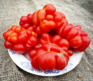 Reisetomate-300x263.jpg