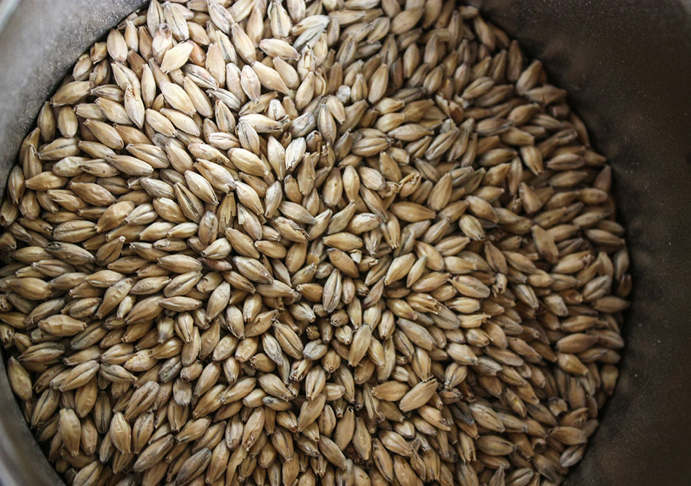 Пшеница для проращивания, 7 кг «Самогонов»