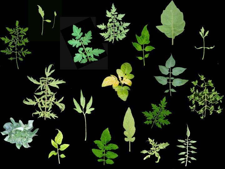 leaf.jpg