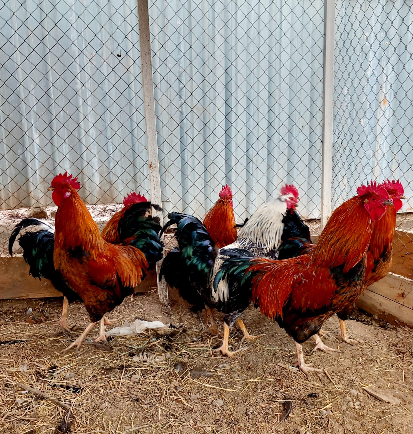 петухи Алматы.jpg