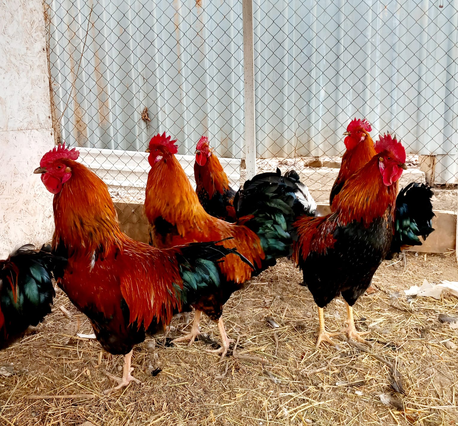 купить петух в Алматы.jpg