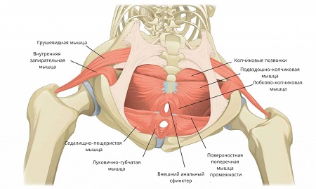 Мышцы малого таза женщины
