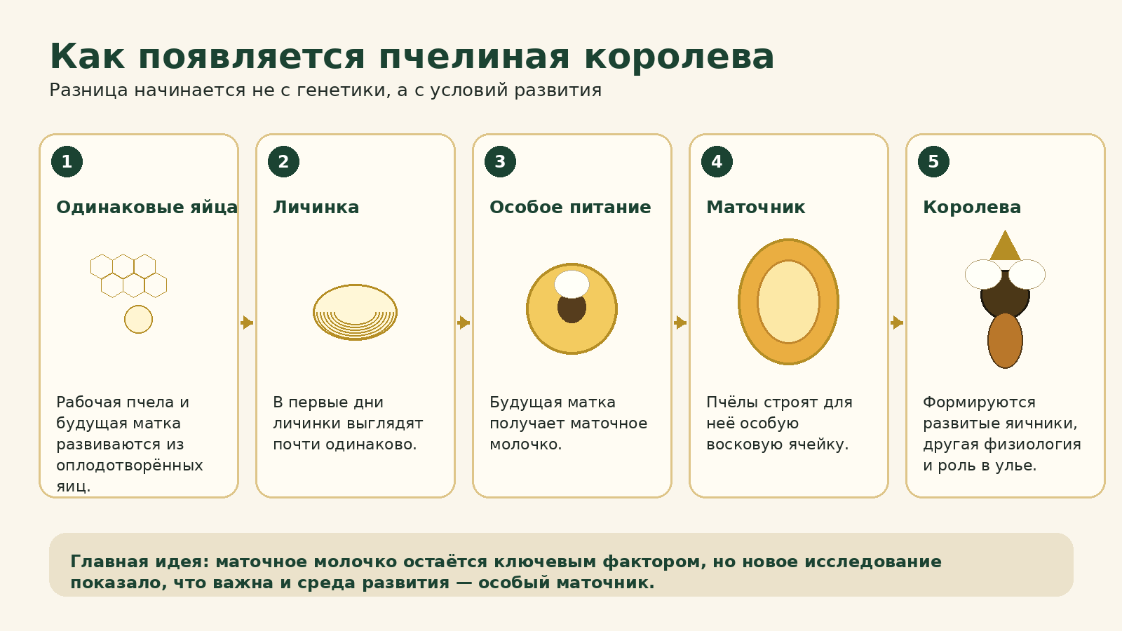 Схема развития пчелиной королевы из личинки: маточное молочко и особый маточник