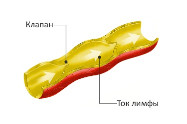 лимфоток