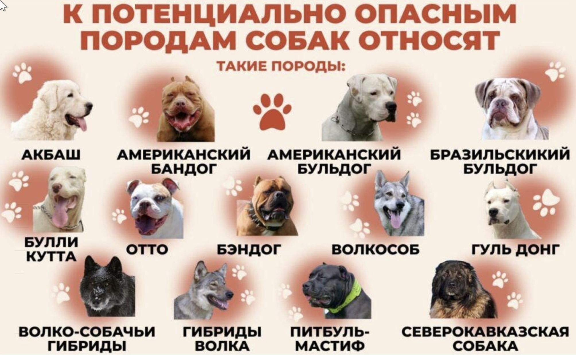 Об утверждении перечня потенциально опасных собак 974