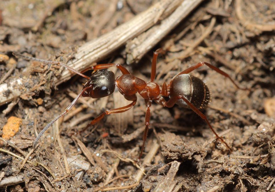 Химический метод избавления от муравьев
