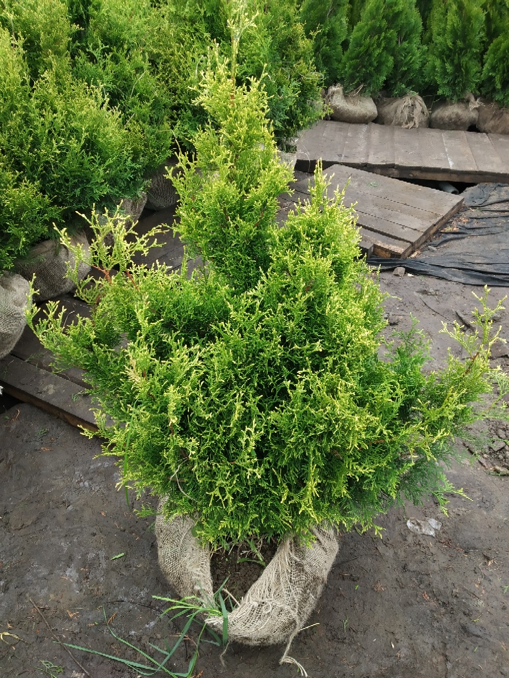 Туя западная Столвик (Thuja occidentalis Stolwijk) купить в Спб питомник  