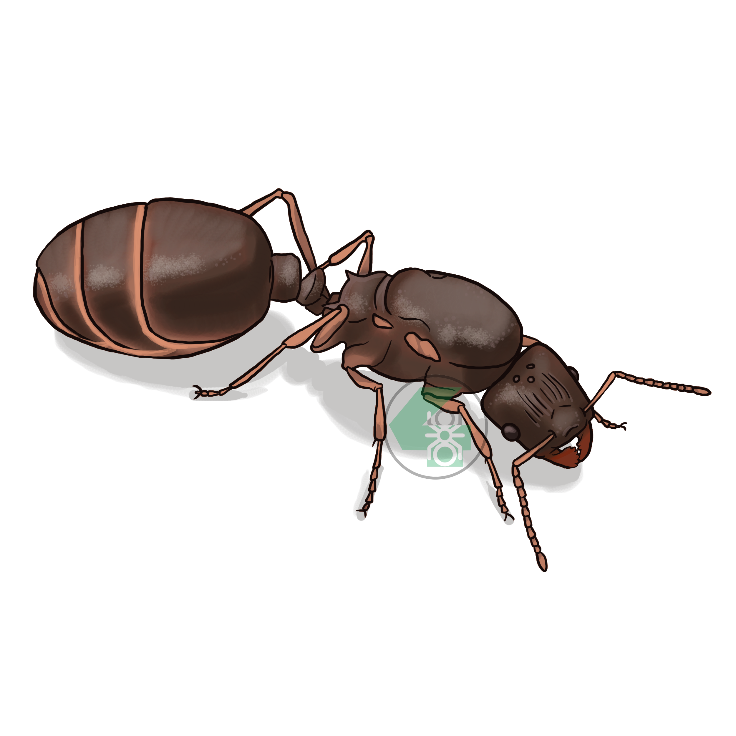 Tetramorium caespitum (дерновый муравей)