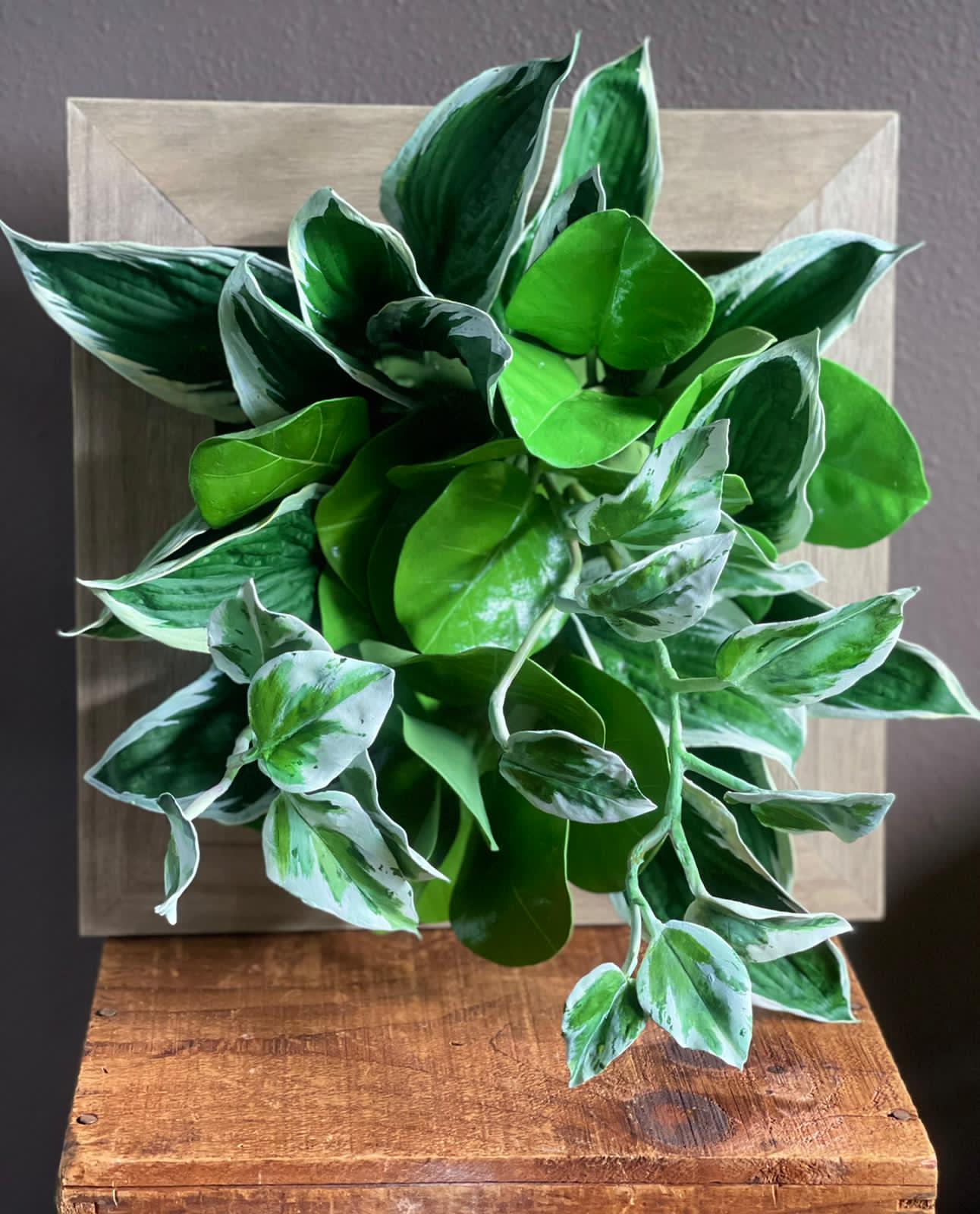 Листья Хосты, Каладиума и Магнолии