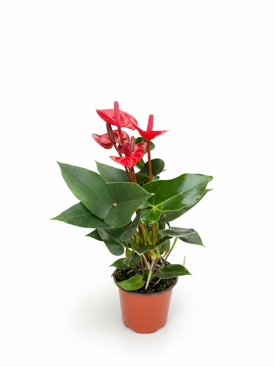 Гарантия 30 дней